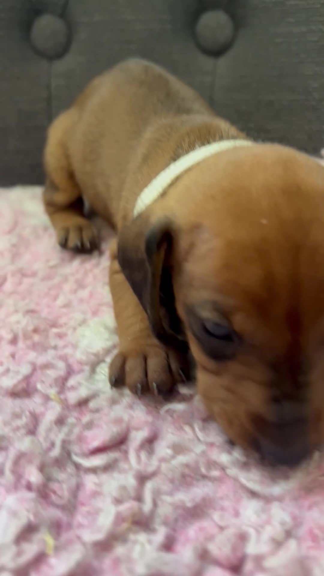 Dachshund dogs for sale: CHAMPION LINES - STANDARD KC SMOOTH DACHSHUNDS  - Video 5
