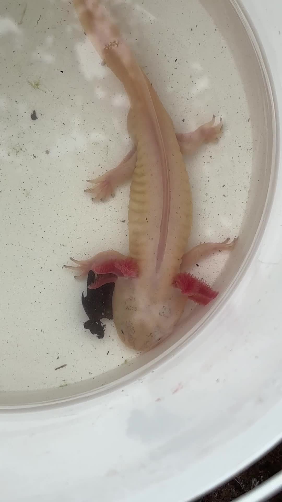 Axolotl reptiles for sale: Male axolotl  - Video 1