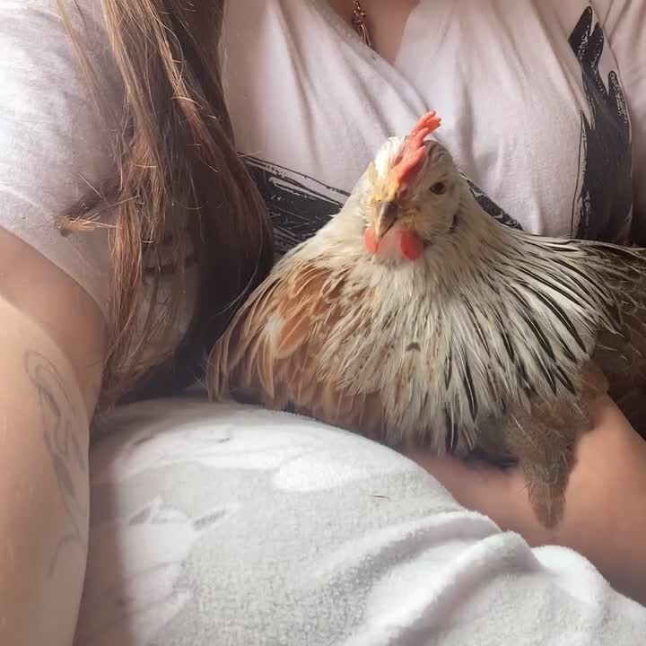 Chickens poultry for sale: Two hens for sale - Video 1