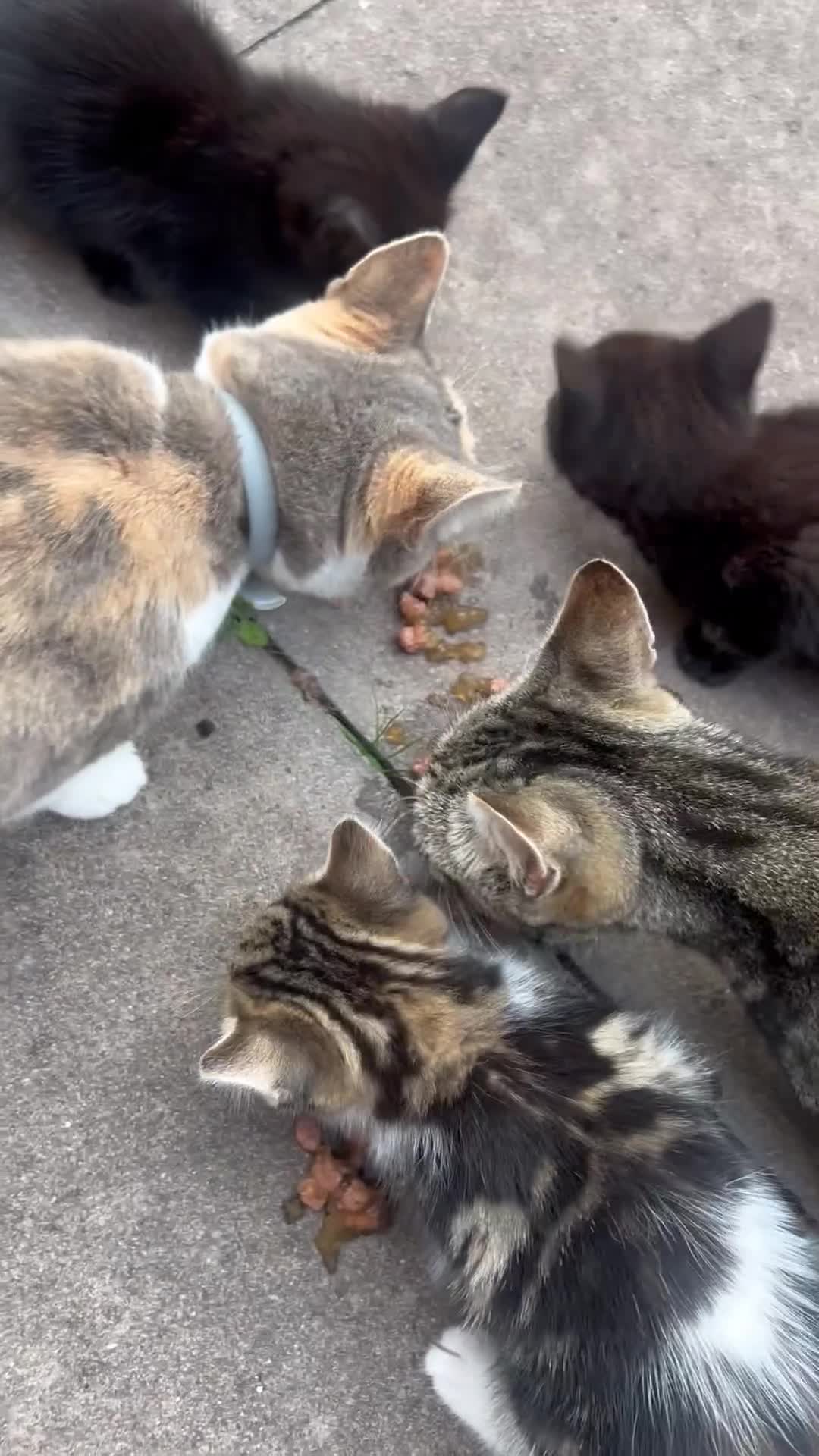 Mixed Breed cats for sale: Kittens for sale  - Video 2