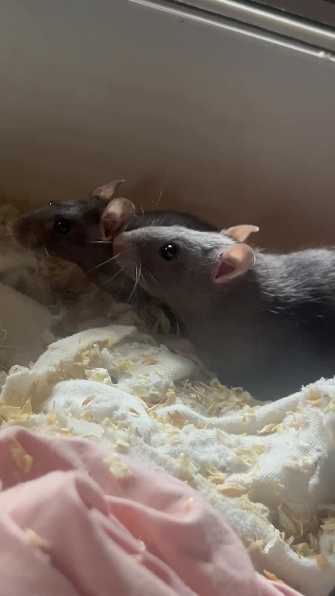 Rat rodents for sale: Baby rats,NEED GONA ASAP! READY TO LEAVE NOW - Video 2