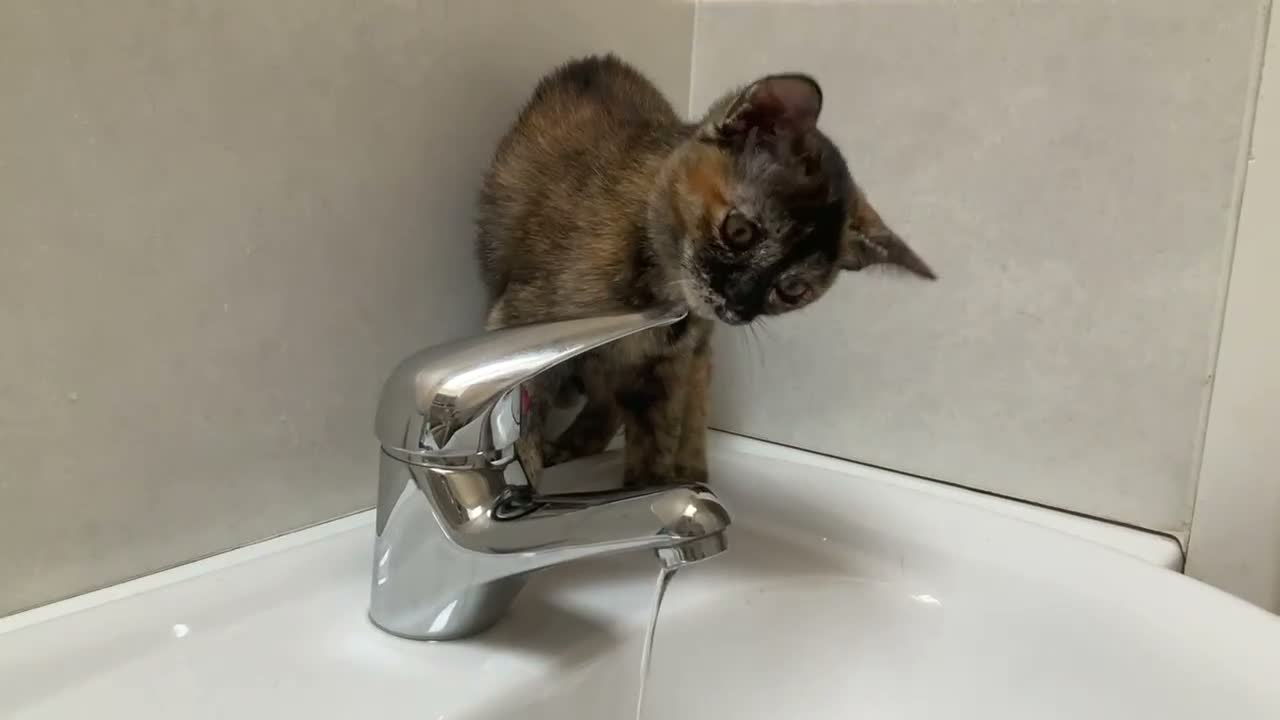 Burmese cats for sale: Cuddly Cream boy & Two beautiful Black Torties - Video 4
