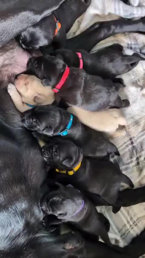 Labrador Retriever dogs for sale: Labrador puppies - (5 weeks free insurance) - Video 1