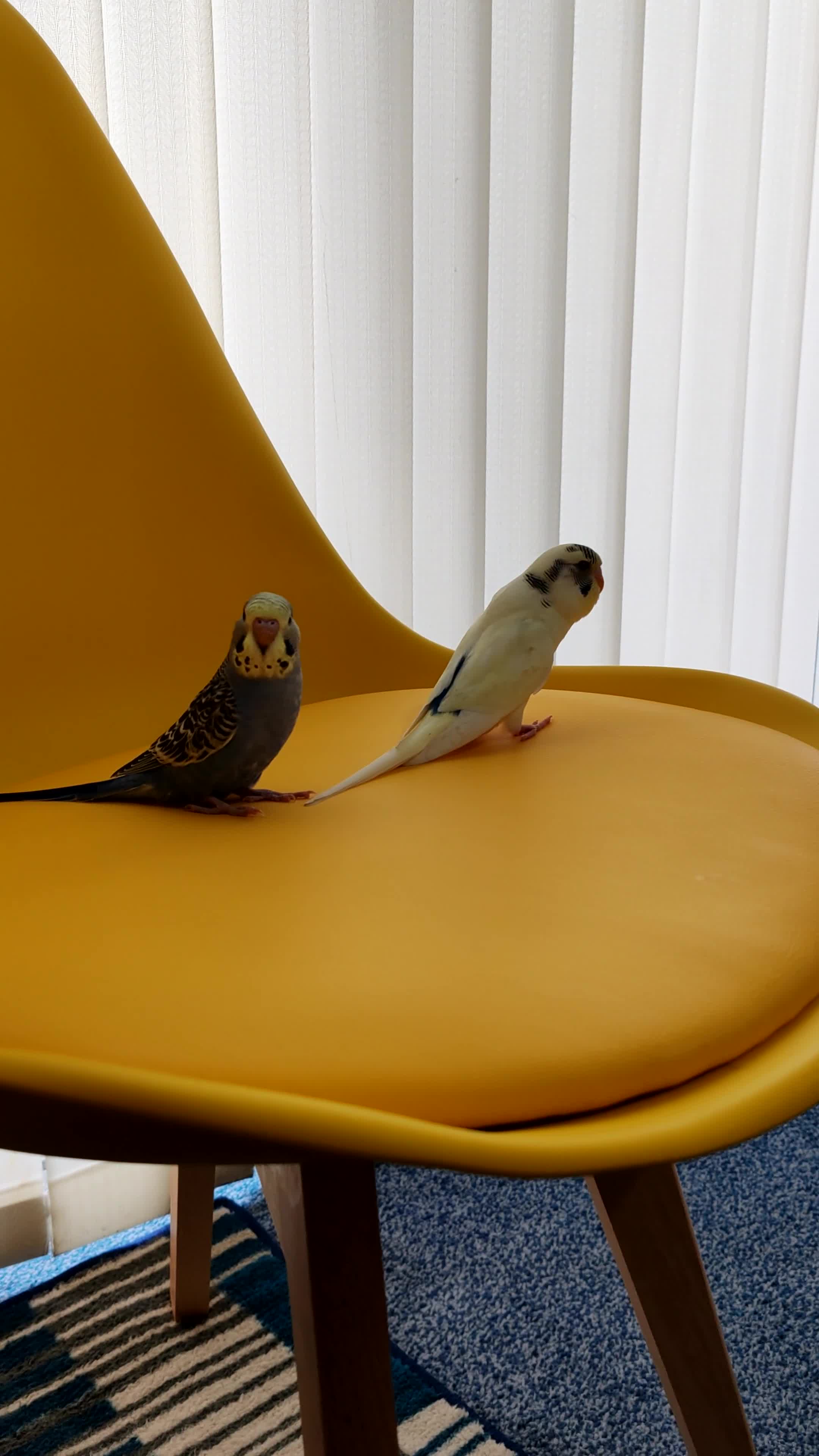 Parrots birds for sale: budgies 2 months and 3 months 1 week  - Video 1