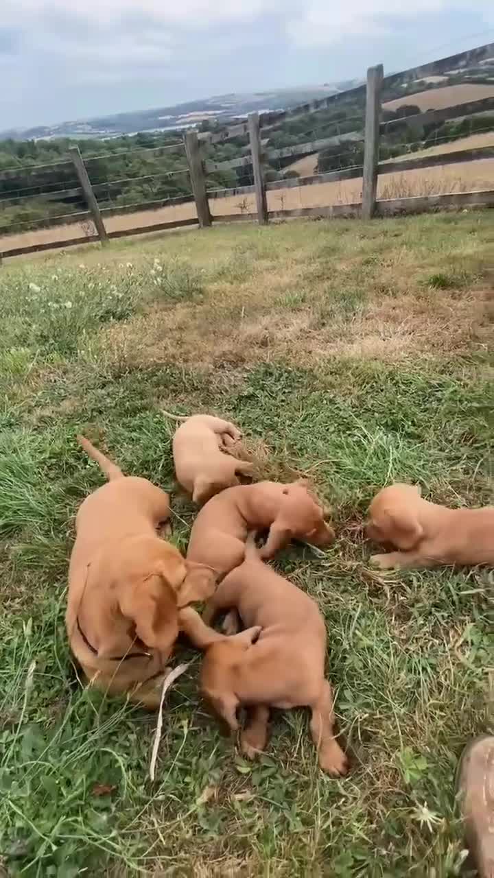 Miniature Dachshund dogs for sale: Gorgeous miniature smooth coated dachshunds  - Video 1