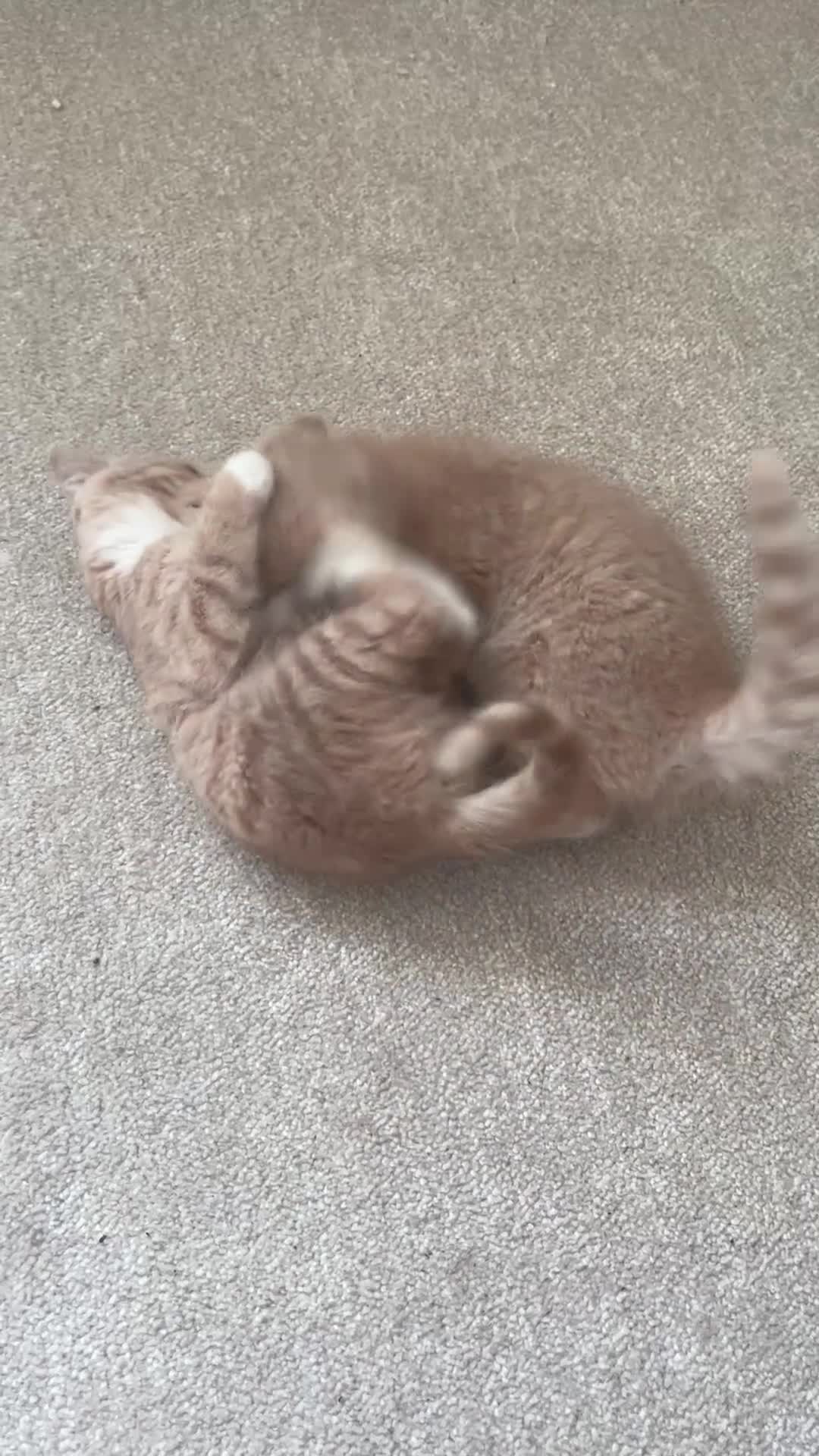 Mixed Breed cats for sale: 2 Blonde Kittens - Male and Female - Video 1