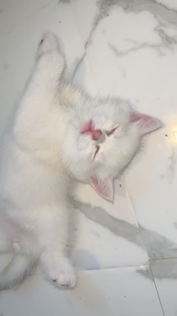British Shorthair cats for sale: 1 bsh kitten left only 😻🏡✨ - Video 4