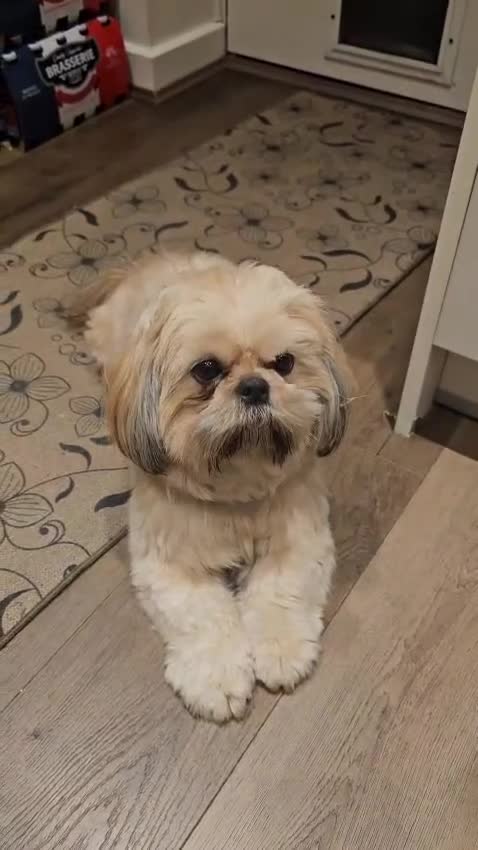 Shih Tzu dogs for sale: STUNNING PURE STANDARD SHIH TZU  - Video 1