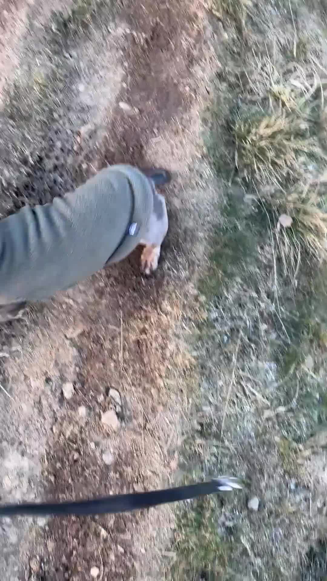 Miniature Dachshund dogs for sale: Pair of miniature dachshunds BOY AND GIRL - Video 1