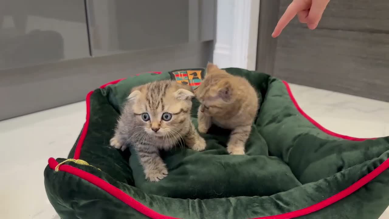 Scottish Fold cats for sale: Scottish fold full pedigree  - Video 3