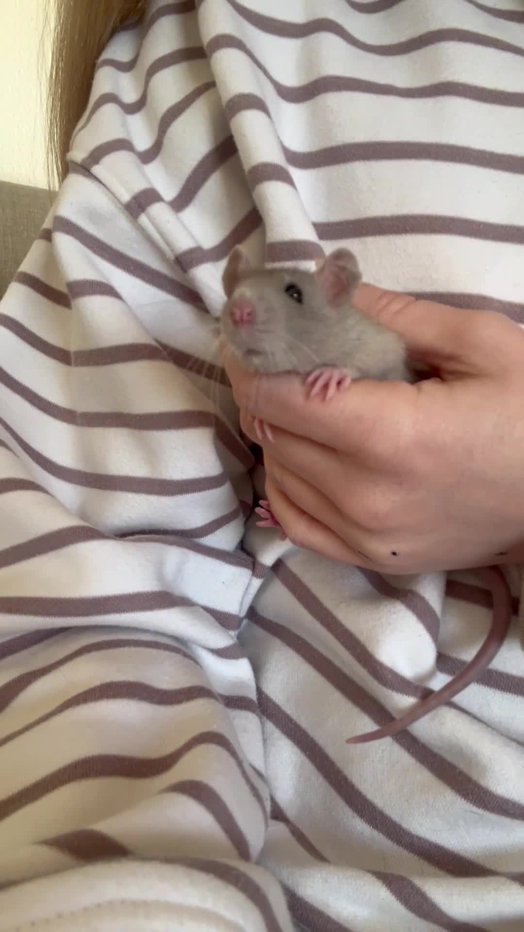 Rat rodents for sale: Singular Male rat - Video 2