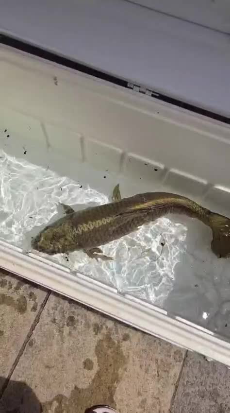 Koi Carp fish for sale: Koi carp mixed variety  in Barnet - Video 1