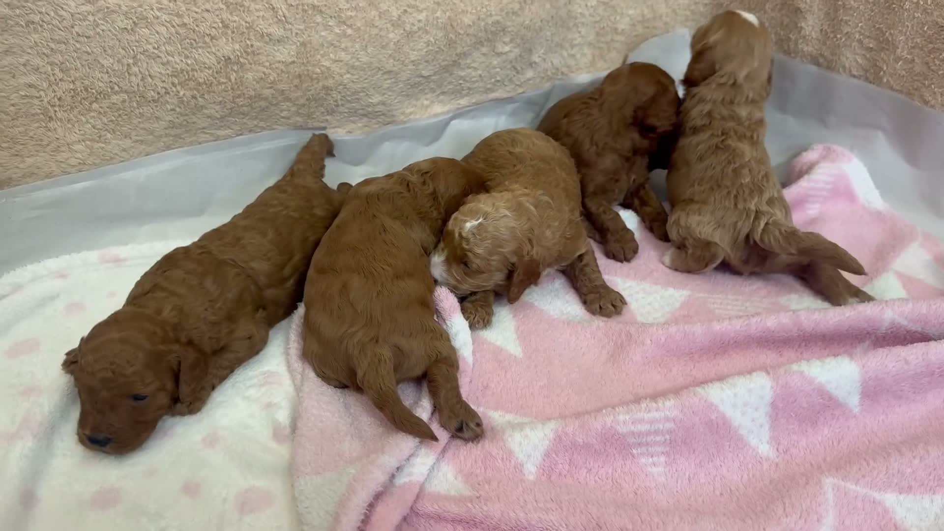 Cavapoo dogs for sale: Beautiful, health tested F1b Cavapoo Puppies - Video 1