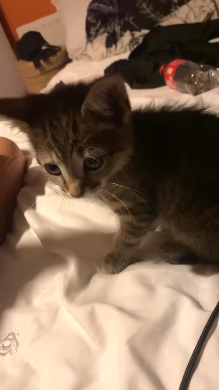 Bengal cats for sale: Beautiful baby bengal girl  - Video 2