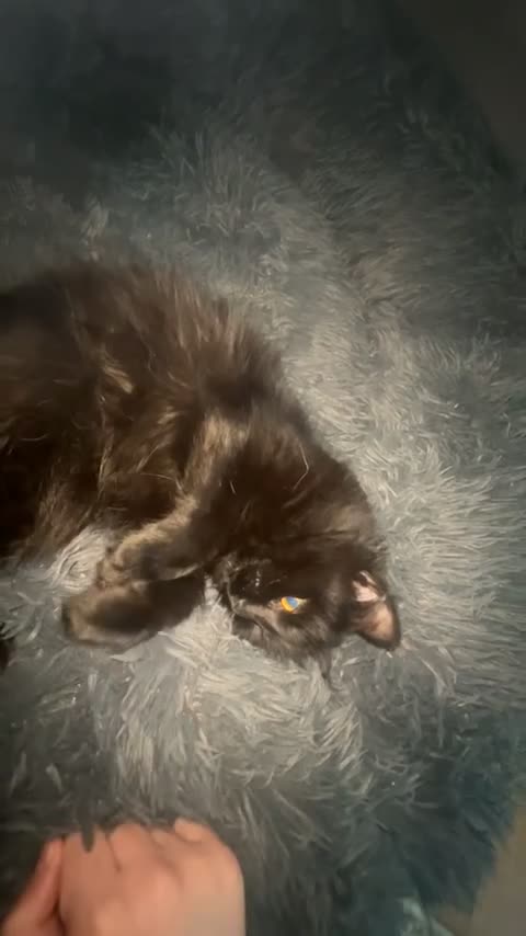 Mixed Breed cats for sale: Gorgeous fluffy cat - Video 2