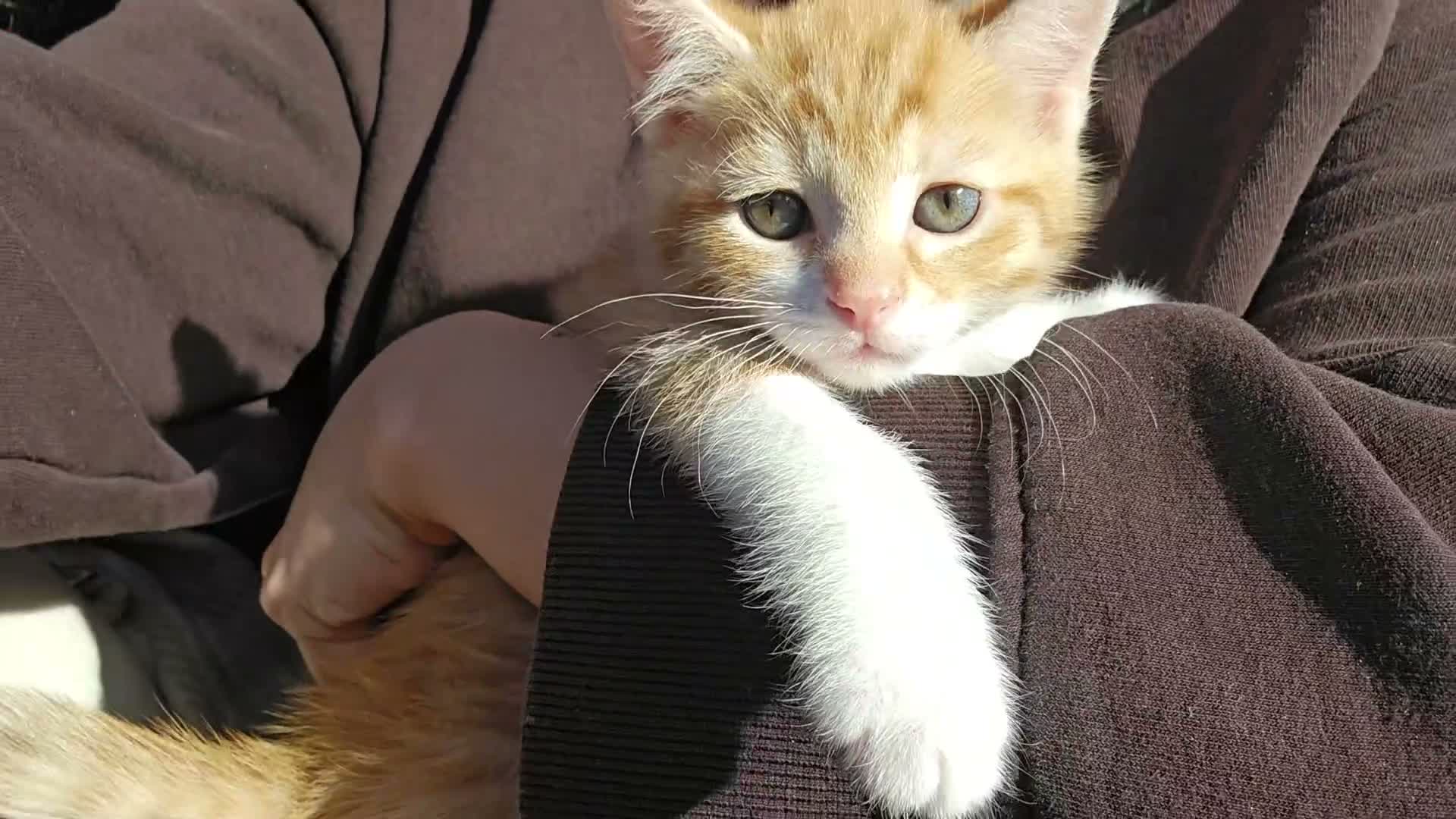 Domestic Shorthair cats for sale: GINGER FLUFFY MALE KITTEN - Video 1