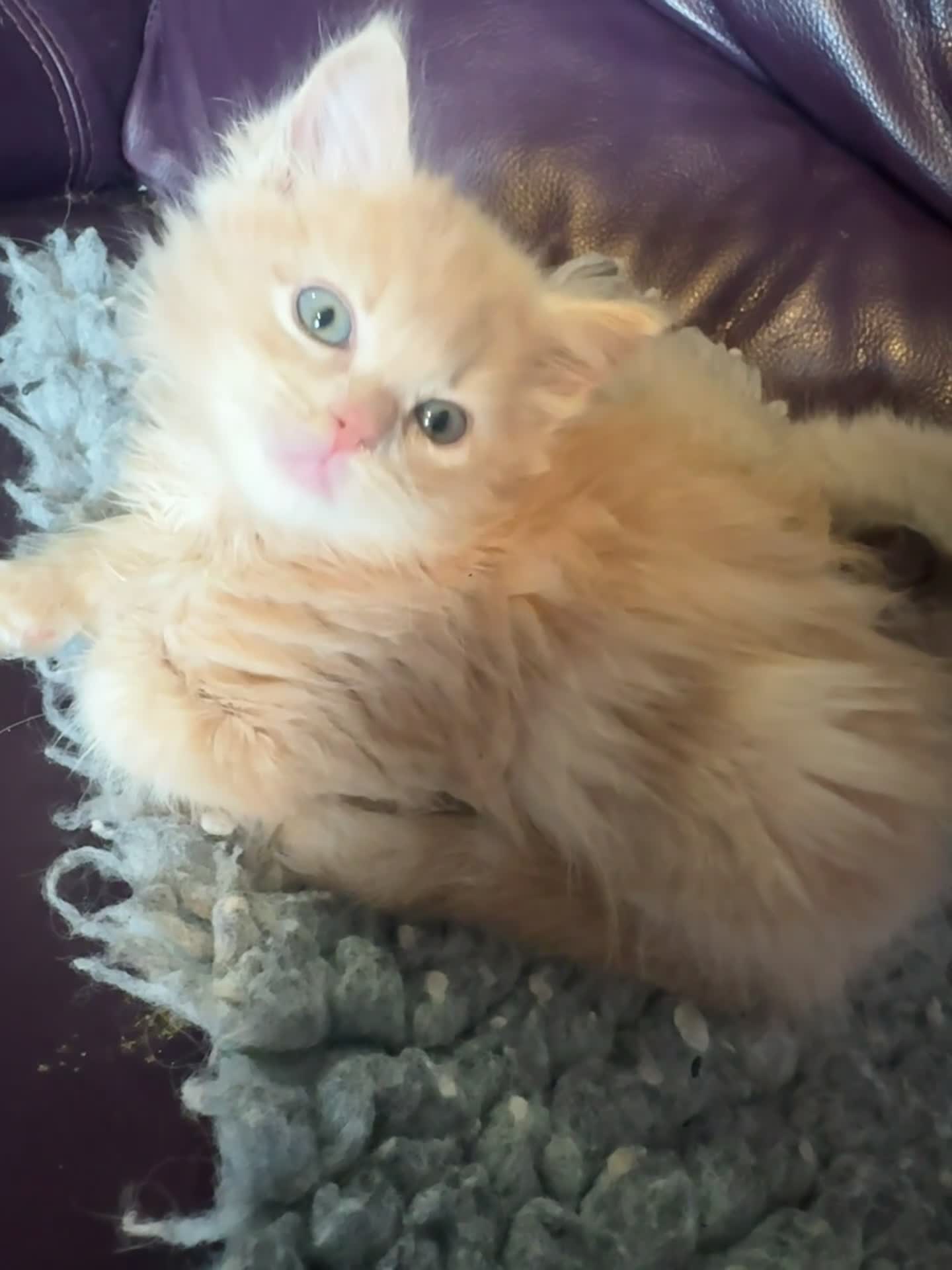 Ragdoll cats for sale: Full pedigree registered tica mink/sepia babies  - Video 3