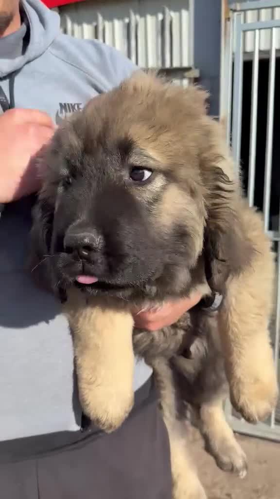 Caucasian Shepherd Dog dogs for sale: Caucasian Shepherd Ovcharka dog . Top of the Breed - Video 3