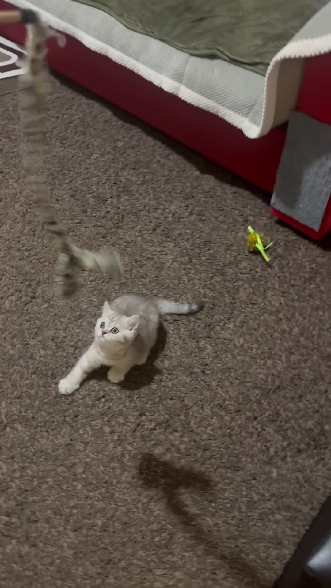 British Shorthair cats for sale: British Shorthair Tabby Female-Champion Heritage🐾 - Video 1