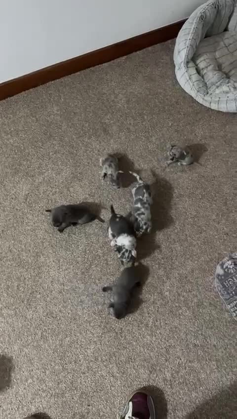 Chihuahua dogs for sale: 6 beautiful chihuahuas  - Video 1