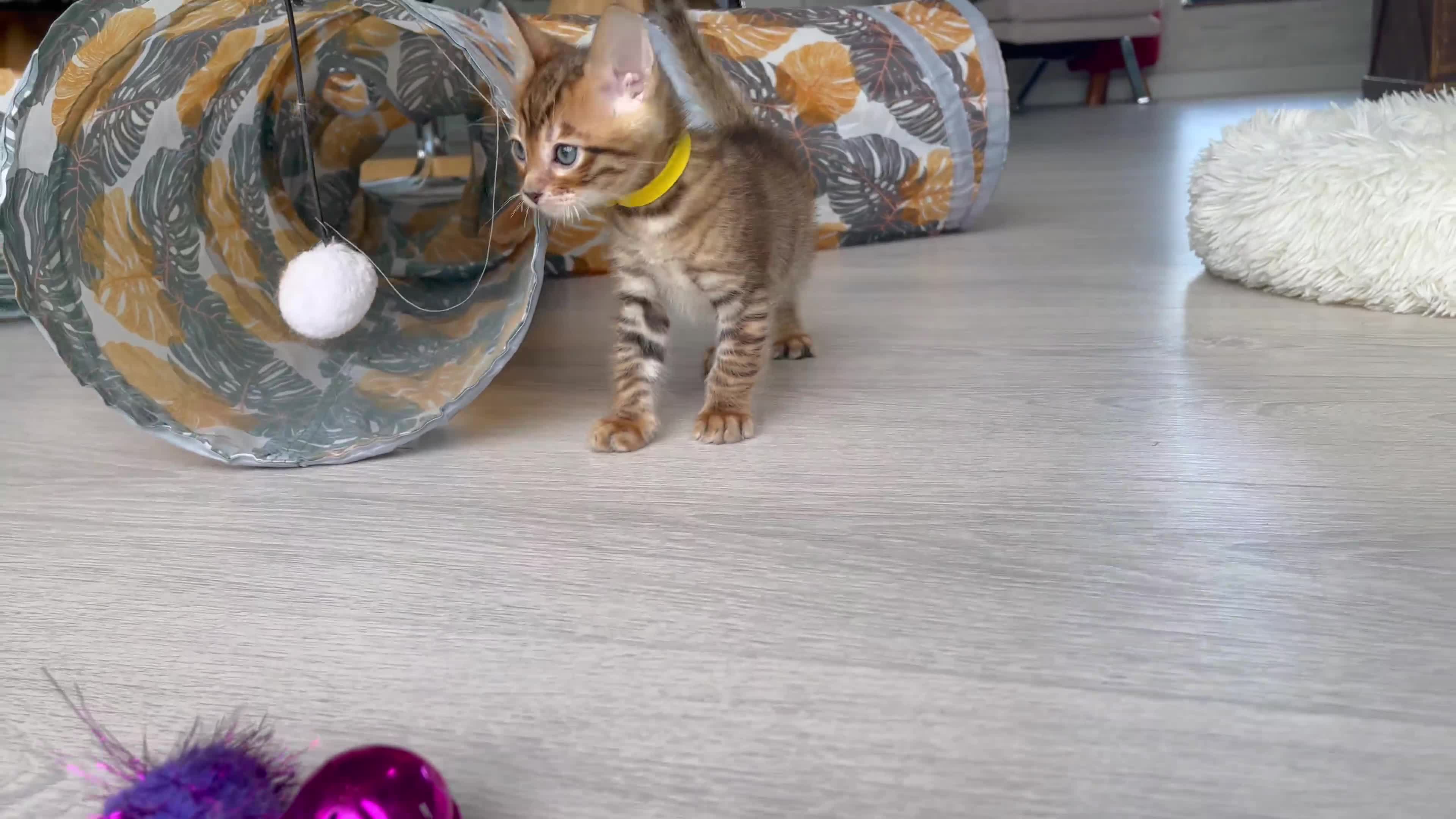 Toyger cats for sale: Full Pedigree Toyger Kittens Last Litter of 2025 - Video 2