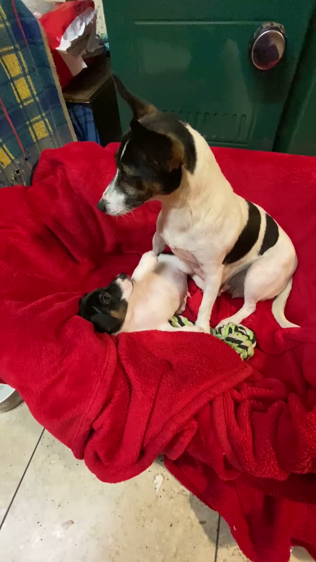 Jack Russell dogs for sale: Gorgeous little boy pup in Carmarthen - Video 1
