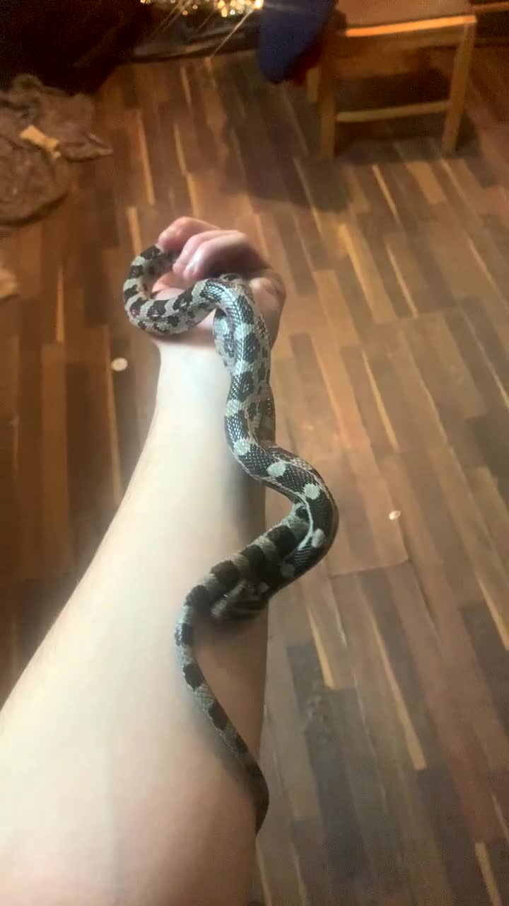 Corn Snake reptiles for sale: Cornsnake for sale (female) - Video 3