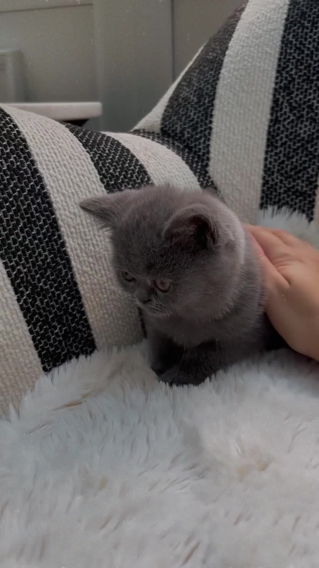 British Shorthair cats for sale: British Shorthair Kittens  - Video 1