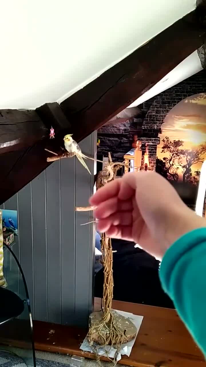 Cockatiels birds for sale: DNA sexed hand tamed cockatiels and Bourkes - Video 1