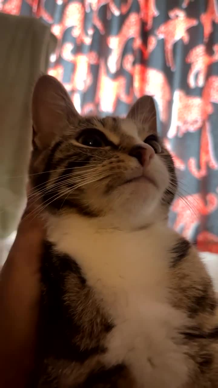 American Shorthair cats for sale: Coco  - Video 1