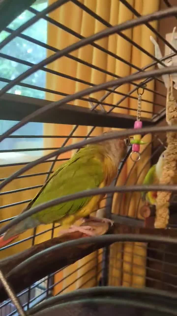 Conures birds for sale: Pineapple conures looking for new home.  - Video 2