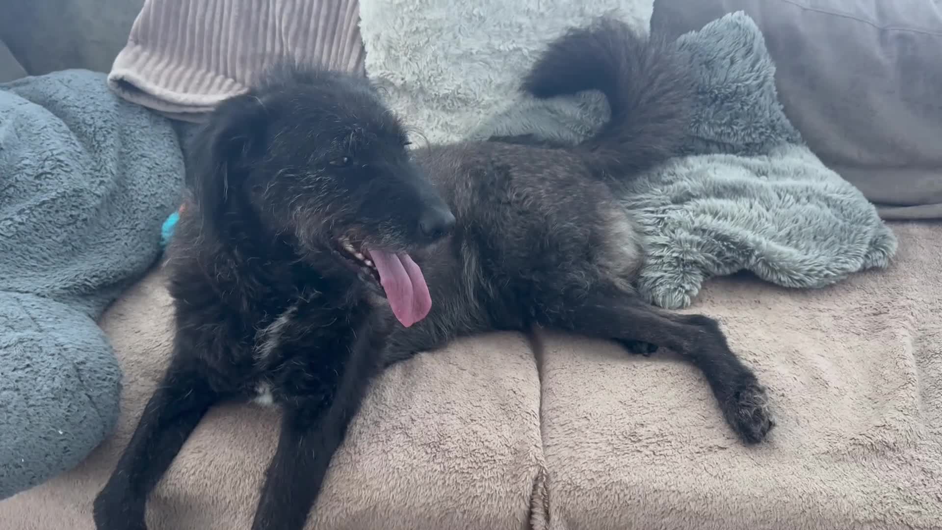 Mixed Breed dogs for adoption: Miro is desperate to find his special Person 💙 - Video 5