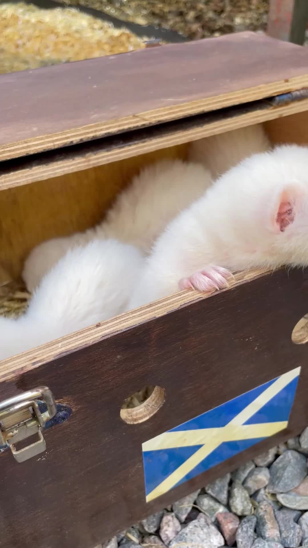 Ferret rodents for sale: Albino ferret kits  in Inverness - Video 1