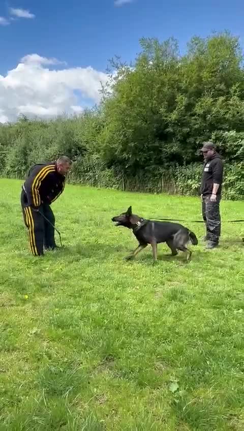 German Shepherd dogs for sale: 7 stunning kc reg working German shepherd pups - Video 5