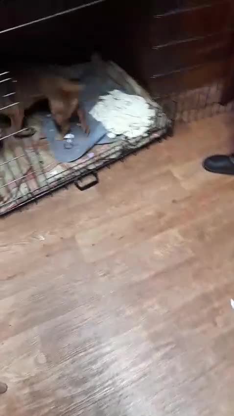 Mixed Breed dogs for adoption: ROSIE FOR ADOPTION IN CORNWALL/DEVON - Video 1