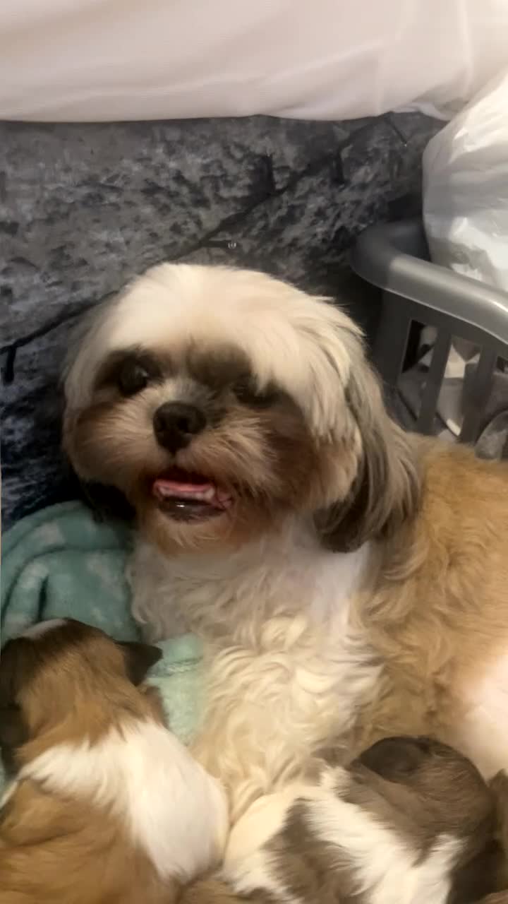 Shih Tzu dogs for sale: Beautiful Shih Tzu Puppies-Loving family Home - Video 1
