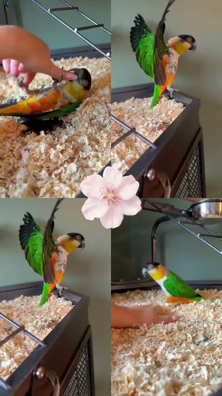 Parrots birds for sale: Caique parrot  in Glossop - Video 1