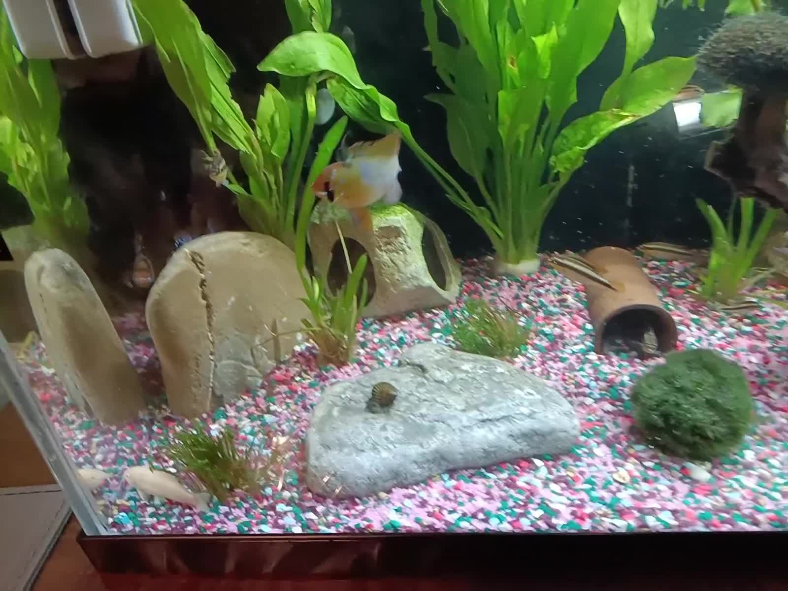 Cichlids fish for sale: Kribbines  - Video 1