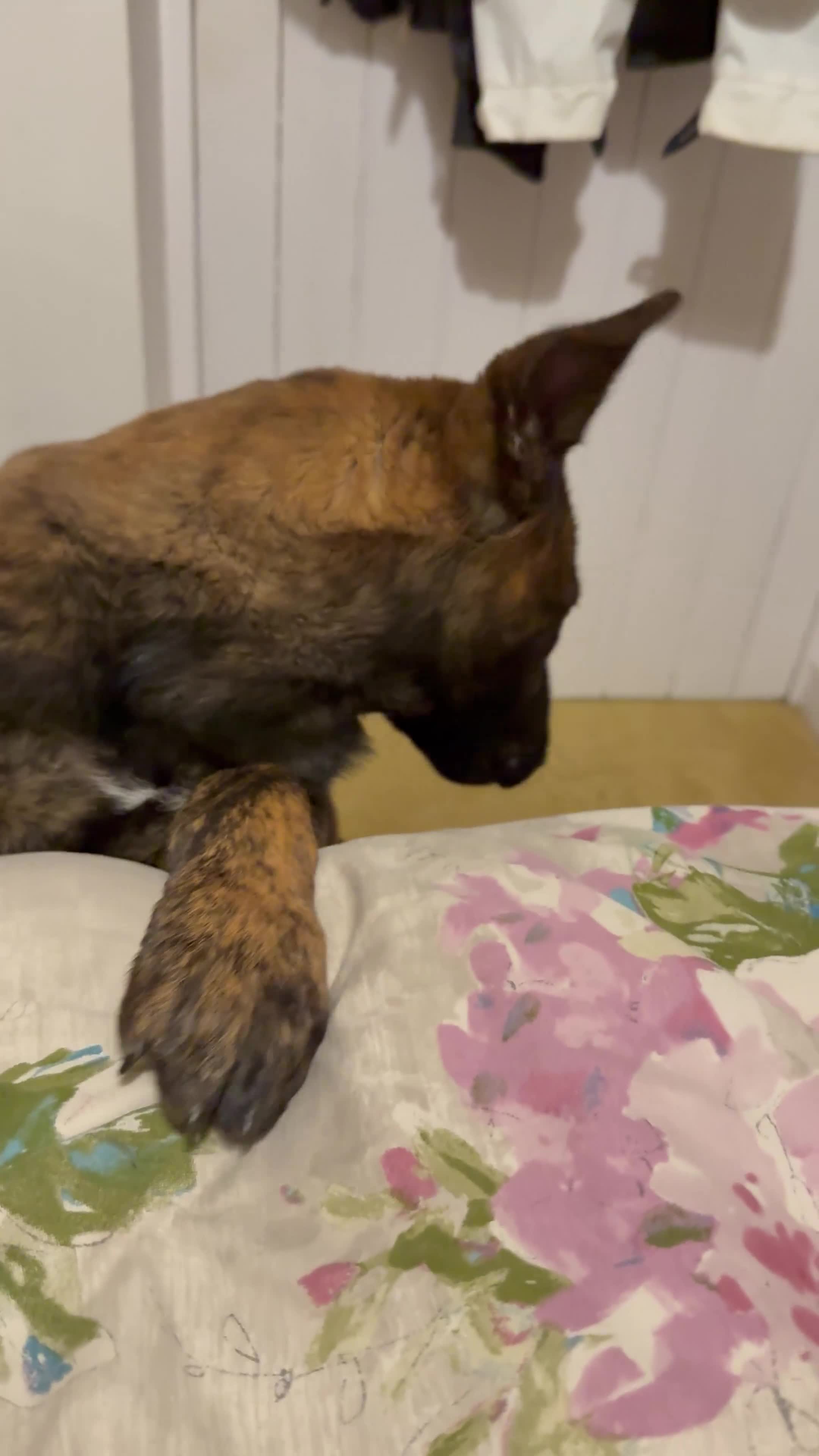 German Shepherd dogs for sale: STUNNING, Chunky Dutch Herder x GSD Puppies - Video 1