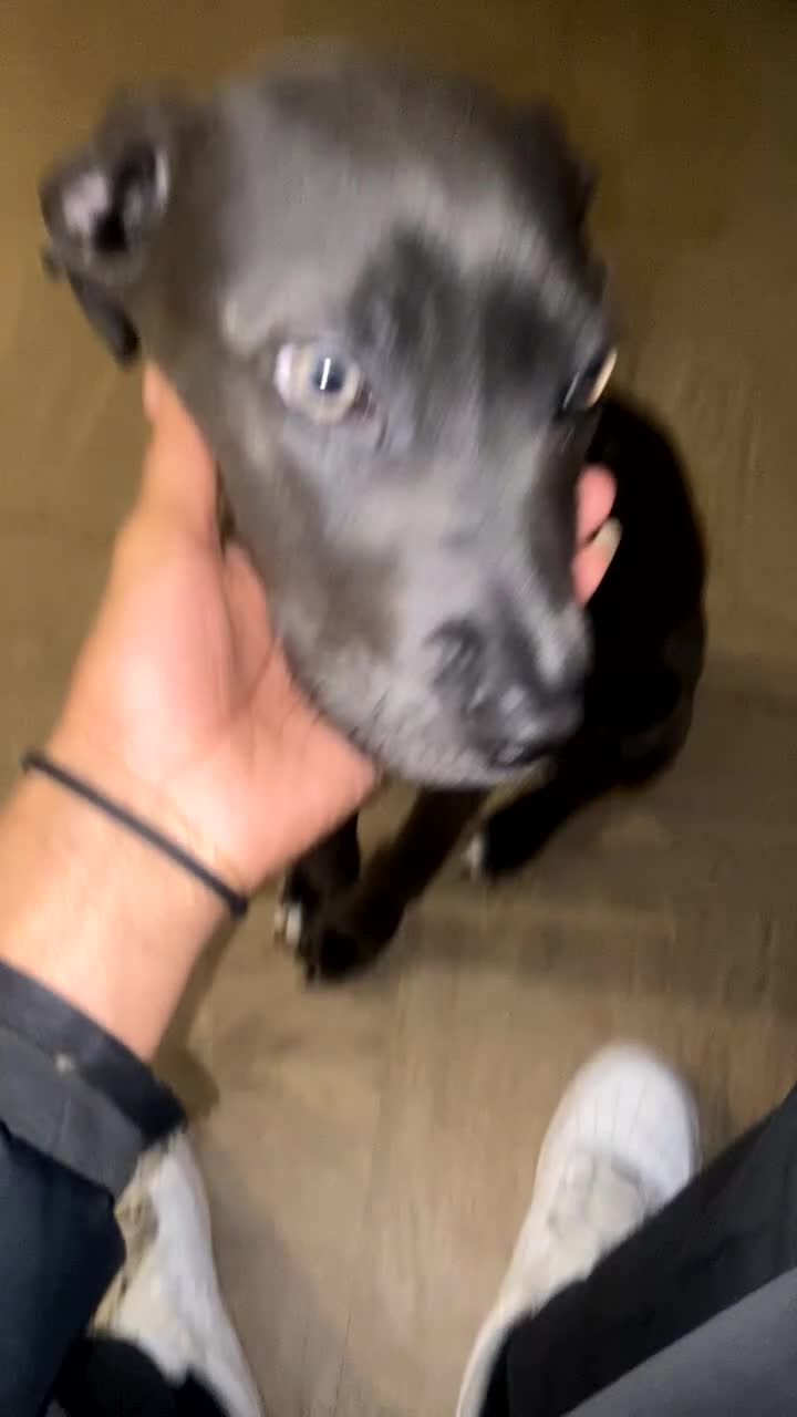 Mixed Breed dogs for sale: Echo  - Video 1