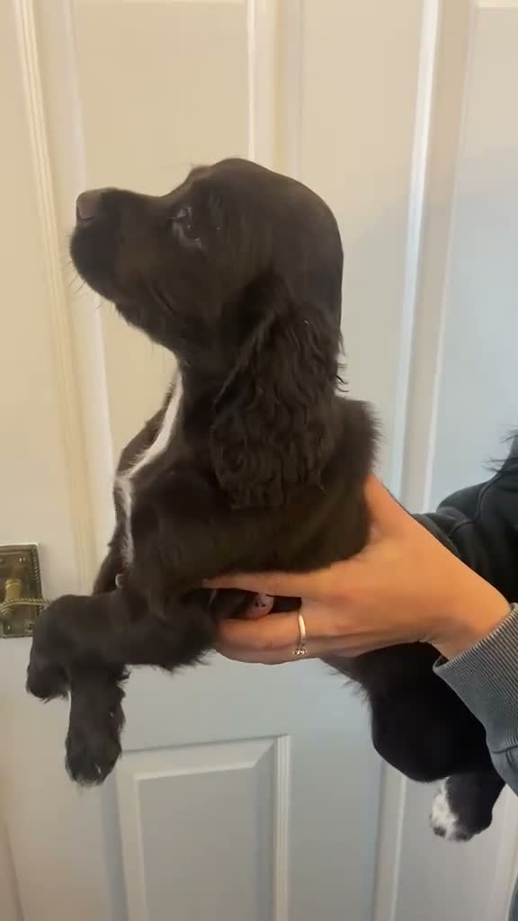 Cocker Spaniel dogs for sale: Cocker spaniel puppies  in York - Video 4