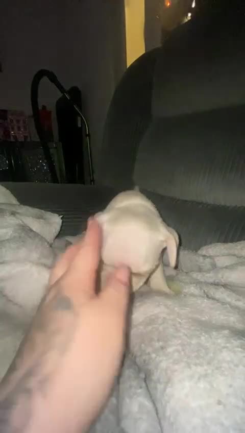 Frug dogs for sale: Boy Frug Puppy - Video 1