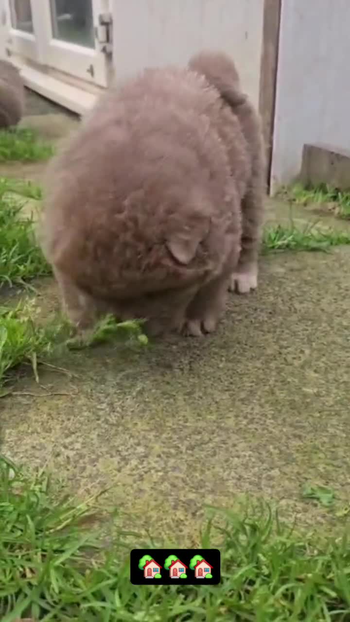 Chow Chow dogs for sale: Chow Chow Male Puppy Kc Reg - Video 1