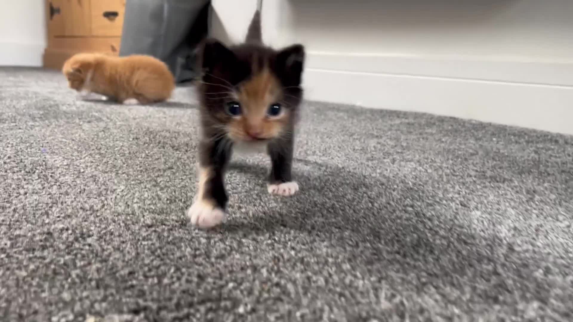 British Longhair cats for sale: 3 gorgeous long haired kittens  - Video 1