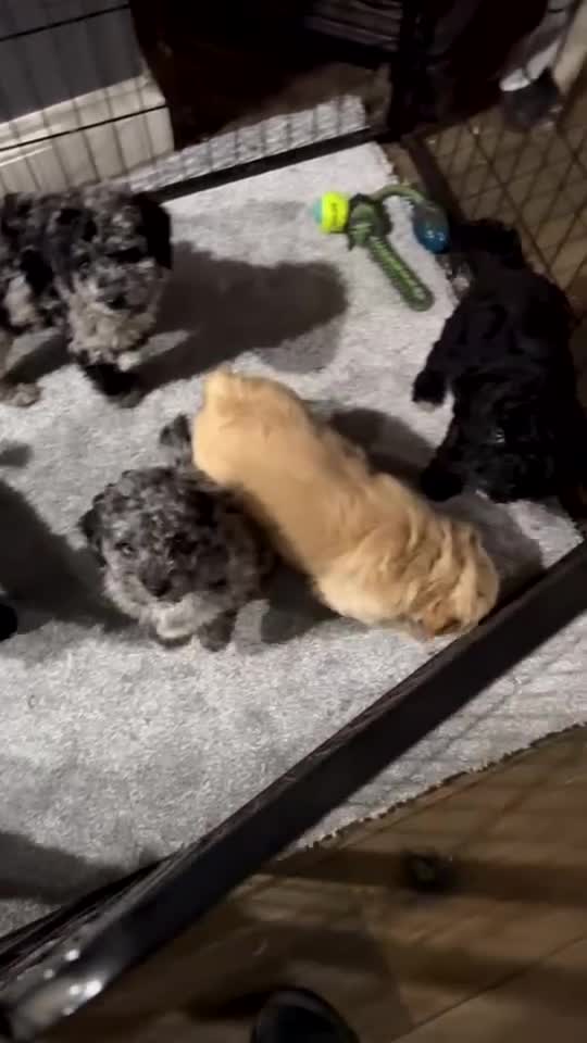 Mini Goldendoodle dogs for sale: Miniature Goldendoodle Puppies - Merle available  - Video 1
