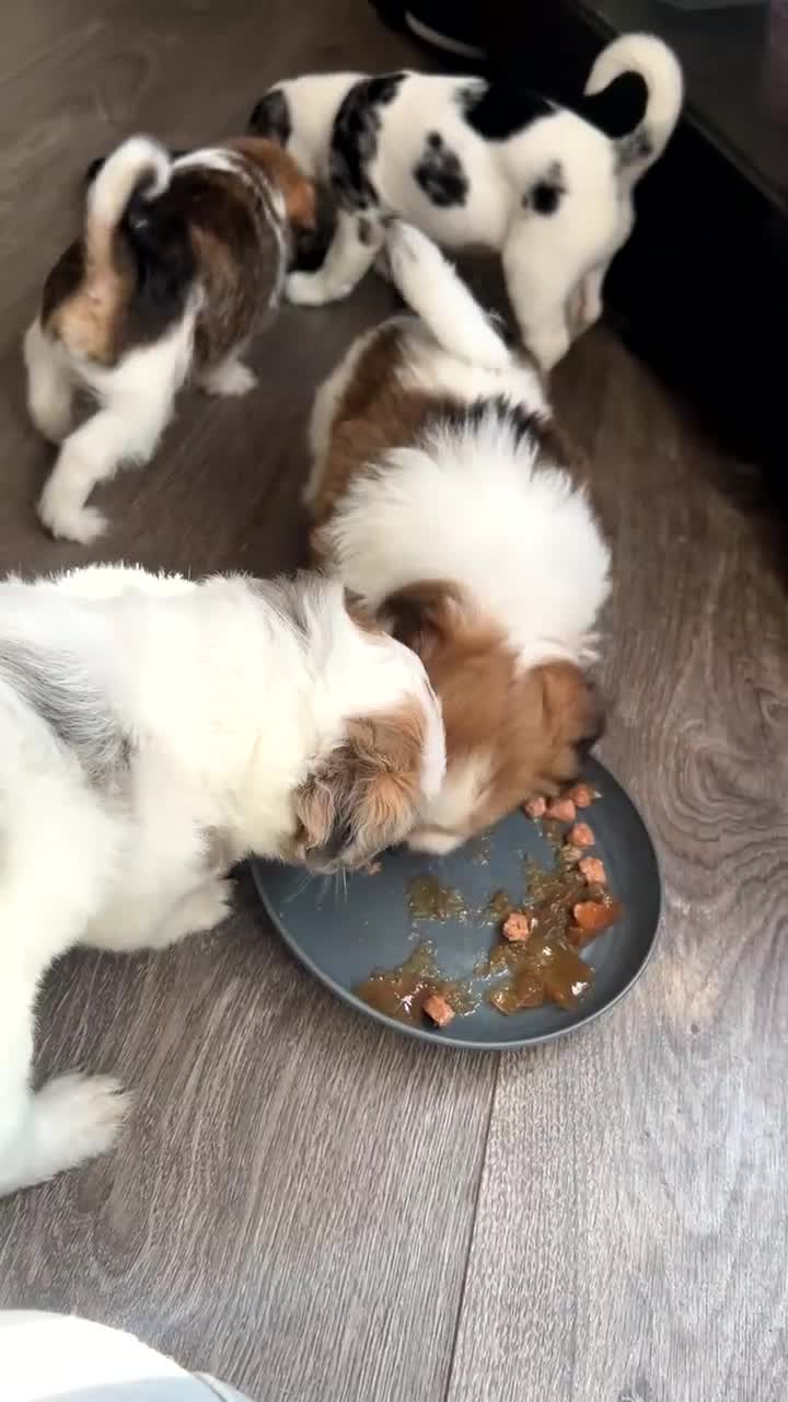 Jackapoo dogs for sale: 4 beautiful jackrusell x poodle pups - Video 1