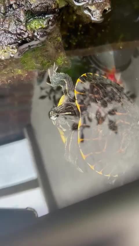 Turtle reptiles for sale: Make Yellow Belly Turtle  - Video 1