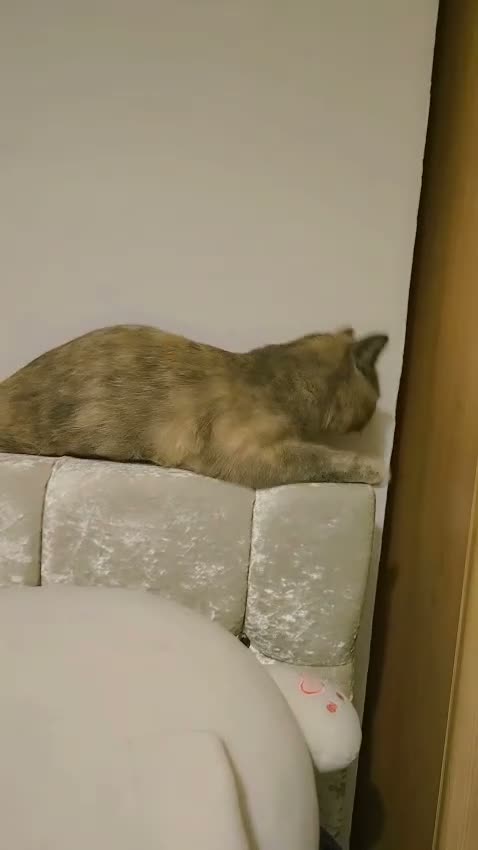 British Shorthair cats for sale: 1 year old British short hair in Derby - Video 1