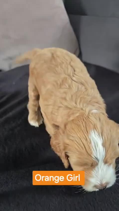 Cockapoo dogs for sale: 2 Gorgeous girls and 1 Handsome boy  in Sheffield - Video 1