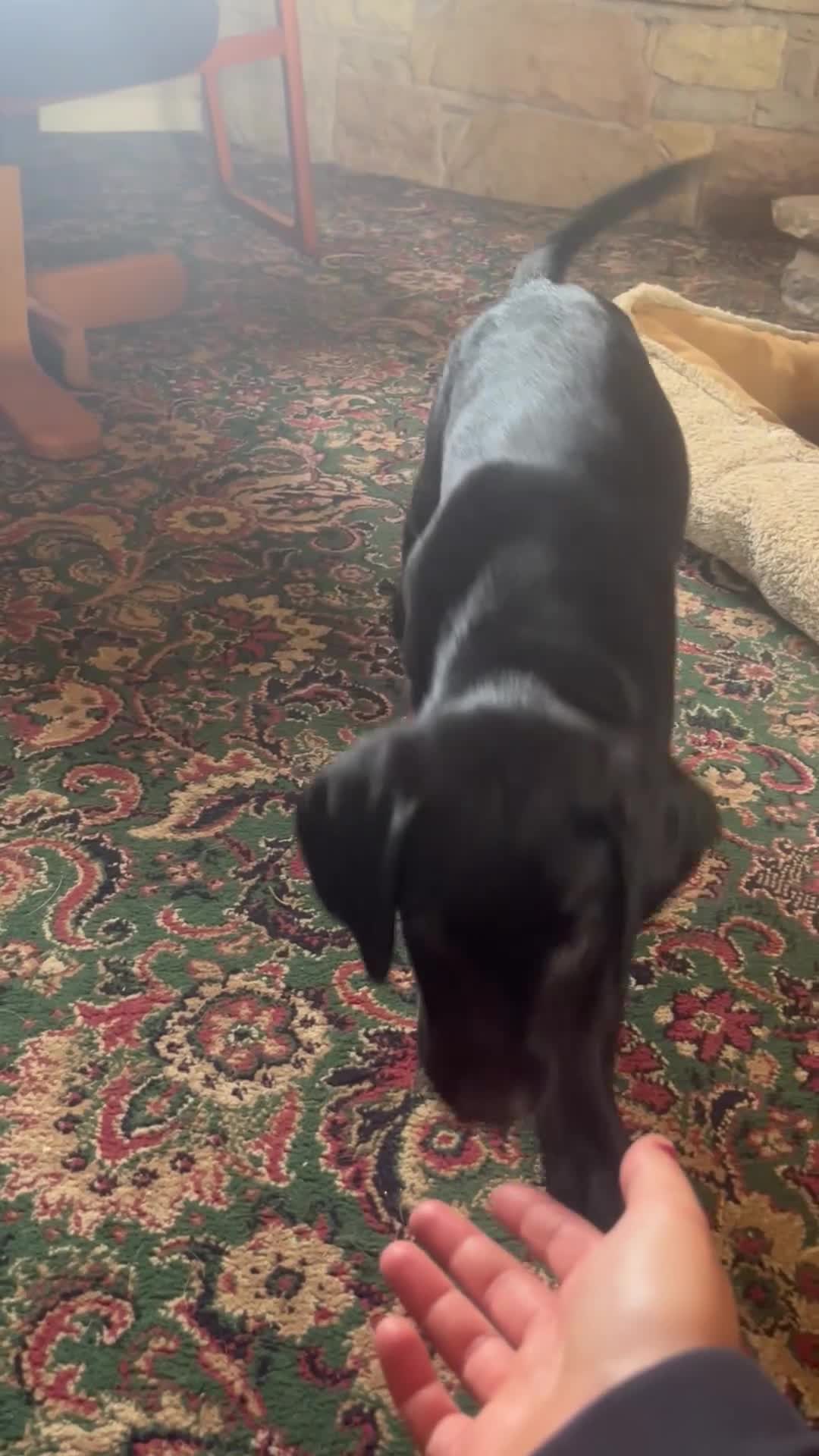 Springador dogs for sale: Springador puppies - Video 4